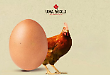 Le galline che ascoltano la musica classica, così nascono le uova bio che piacciono anche in Cina
