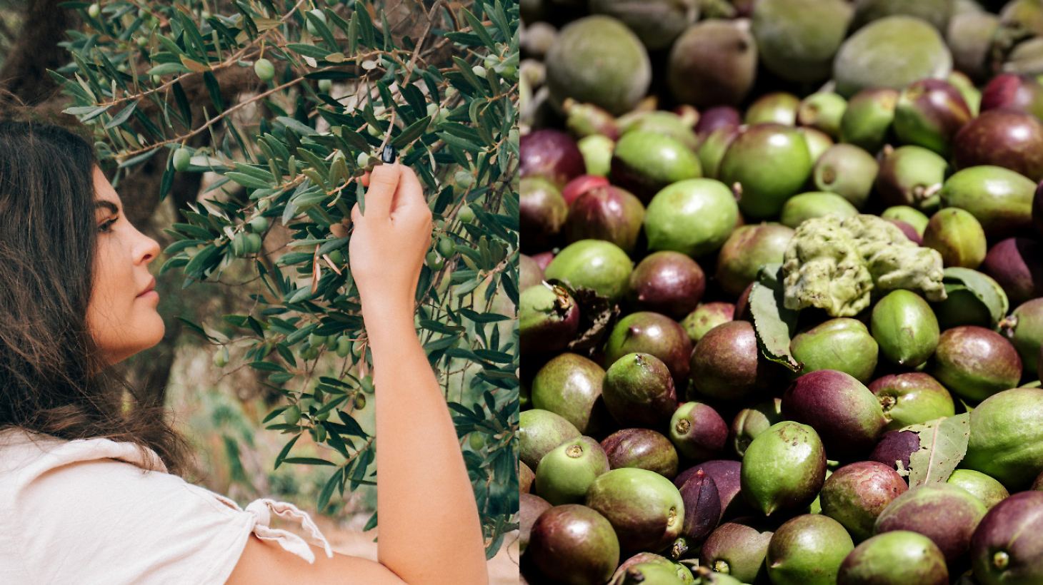 Raccolta olive