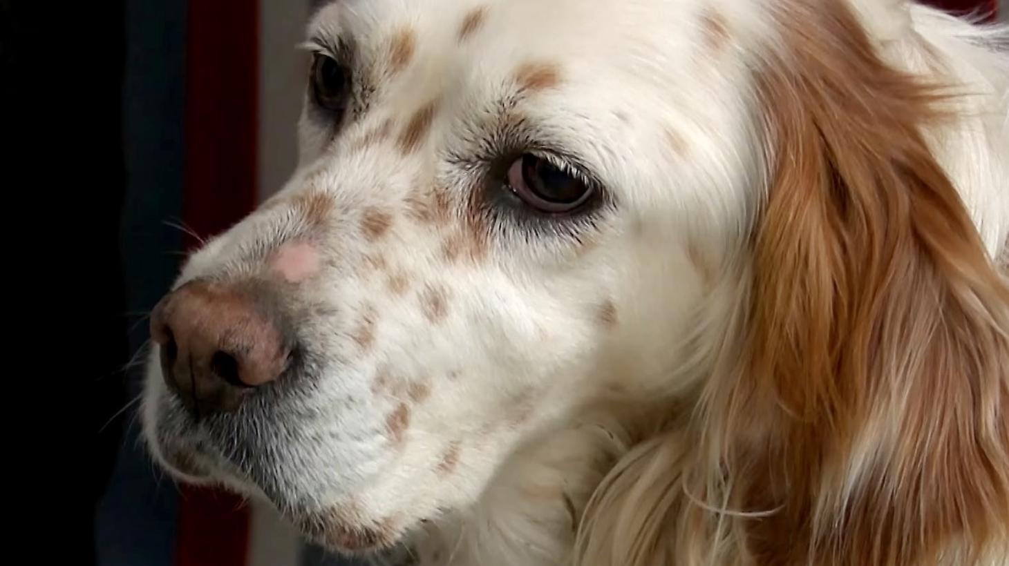 Bianca il setter morso dal lupo