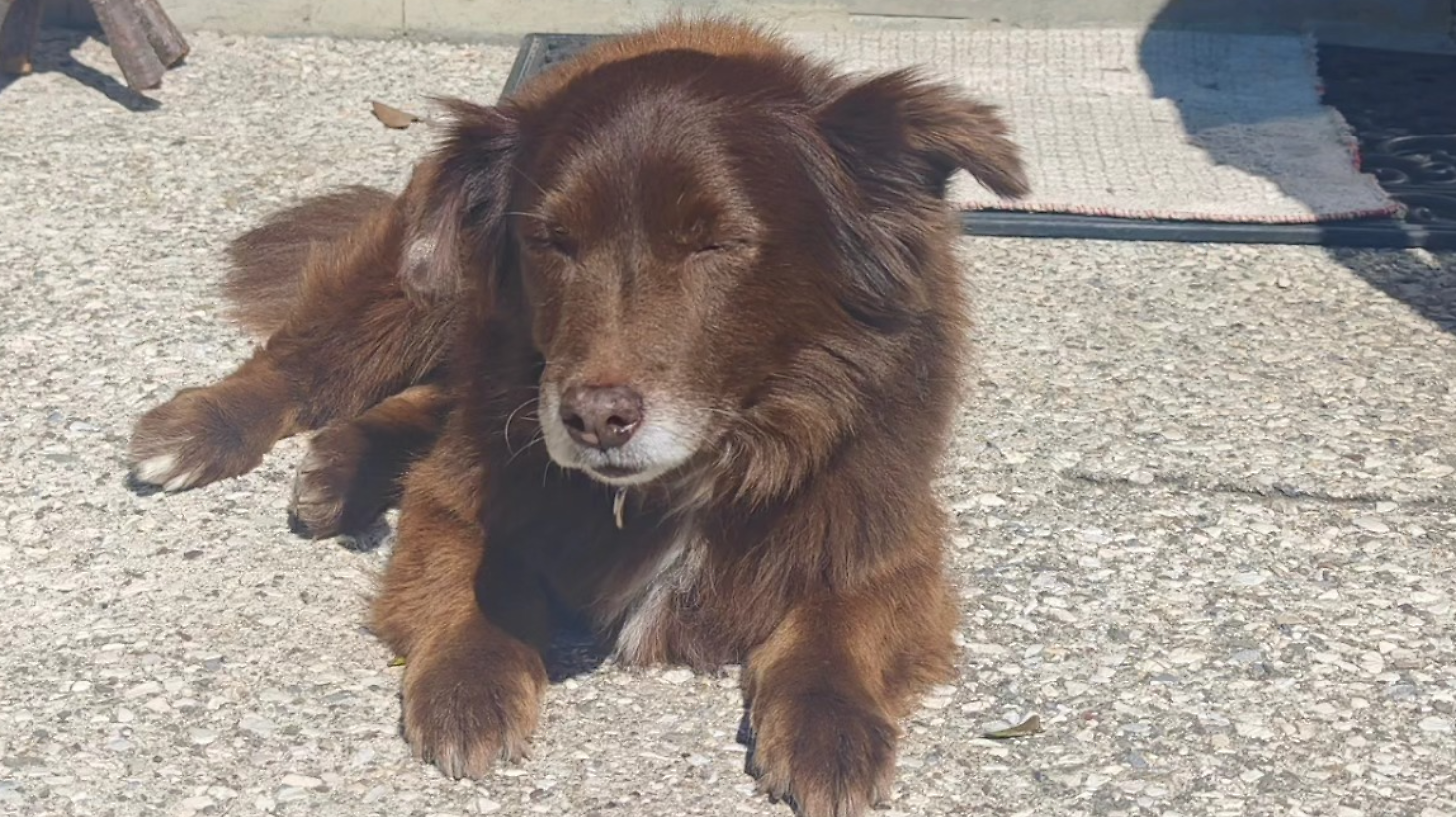 Cane Choco investito dall'automobilista e ucciso, caso archiviato: non c'&egrave; reato, manca il dolo