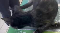 Gattina scaraventata dal finestrino a Ferragosto: ecco come cammina. Video