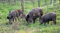 Cacciatore assalito e ucciso da un cinghiale a Vicoforte. L'uomo aveva 74 anni, si chiamava Giuseppe Cappellino ed era un ex dipendente comunale