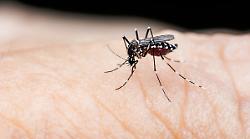 Colpito da febbre dengue, tornato da vacanza in paese tropicale: disinfestazione contro zanzare tigre