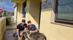 Cane si perde sull'Autostrada del sole e viene salvato dalla Polizia
