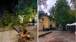 Cade grosso albero vicino ai tavolini del chiosco al Prato