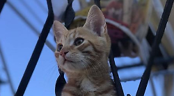 Gatto fugge durante la visita dal veterinario, torna a casa dopo oltre 50 giorni: storia a lieto fine a Piandisc&ograve;, in provincia di Arezzo