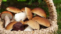 Arezzo, 6 intossicati dai funghi in tre giorni (15 i casi in tutta la Asl): sportelli micologici aperti