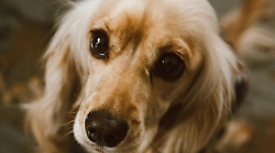 Cane morto, taglia da 5 mila euro su chi l'ha ucciso: "Pronti a pagare chi ci aiuta a trovare i responsabili"