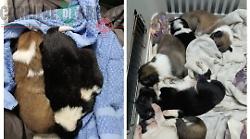 Otto cuccioli di cane e la mamma salvati, erano finiti dentro la tana di un tasso