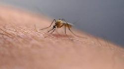 Arezzo, caso di virus Dengue. Scatta la disinfestazione dalle 22 di marted&igrave; 21 aprile