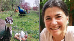 Uccisa con la zappa per la lite sui pulcini e donne ridotte a schiave, i due processi in Corte d'Assise saltano: ecco perché