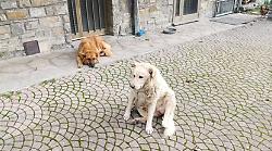 Badia Tedalda, il sindaco Santucci premia i due cani eroi. "Maxi fornitura di crocchette"
