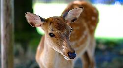 Arezzo, incidente stradale: moto investe daino. Due giovani restano feriti, morto l'animale