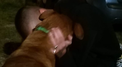 Arezzo, ritrovato il cane Maya scappato dopo incidente stradale: ha vagato ed è andato nella sua vecchia casa
