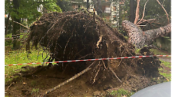 Arezzo, cade improvvisamente un pino in via Ghirlandaio. Sfiorate le auto in sosta