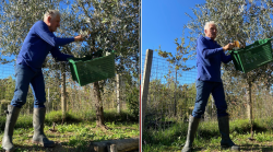 Francesco Moser raccoglie le olive ad Arezzo ospite dell'amico Morini e studia l'olio toscano