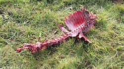 Arezzo, lupo sbrana un cinghiale nella zona della Meridiana. Il Comitato: "Ci sono diversi esemplari da Olmo fino alla Maestà di Giannino"