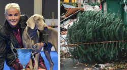 L'appello social di Silvia: "Gli alberi di Natale dopo le feste non buttateli via, li pianto io"