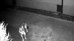 "I gatti prede dei lupi alla periferia della città". Nuovo allarme del comitato, incursioni vicino alle case