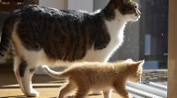 Arezzo, benedizione degli animali reciproca. Dagli umani agli amici a quattro zampe e viceversa