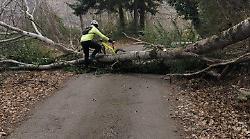 Arezzo, cade un albero in mezzo alla strada, paura per due ciclisti