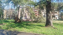 Arezzo, cade albero al parco Giotto. Pioggia, grandine e raffiche di vento: danni per il maltempo