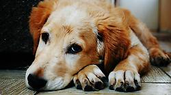 Allarme polpette avvelenate, proprietaria salva il proprio cane. E' l'ennesimo caso di bocconi killer