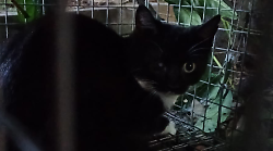 Salvati tutti i gatti che erano all'autogrill di Lucignano lungo l'autostrada