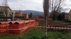 Arezzo, saranno 24 e non 60 gli alberi abbattuti in via Campanacci. La vittoria (parziale) del comitato