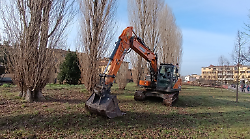 Arezzo, raccolte 500 firme in 6 ore per salvare gli alberi di via Campanacci