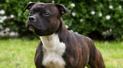 Bambino di 7 anni azzannato da un pitbull durante la vacanza: ferito a una gamba, proprietario individuato