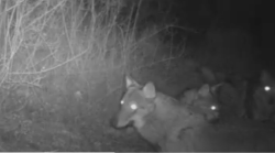 Otto lupi a Vitiano Vecchio ad un chilometro dalla strada regionale 71. Il video del branco inviato da un cacciatore al Wolf Alert