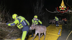 Ottanta asini salvati dai vigili del fuoco: la piena dell'Arno li aveva sorpresi. Costruita una passerella per loro