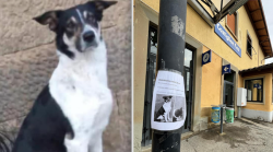 Proseguono le ricerche di Priscilla il cane che viaggia sui treni e si nasconde nelle stazioni ferroviarie