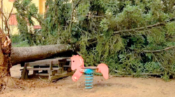 Arezzo, albero cade e sfiora i giochi per bambini: poteva essere una tragedia