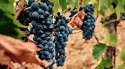 Vendemmia di alto livello, ma nelle cantine troppo vino invenduto. Così la vendemmia 2025