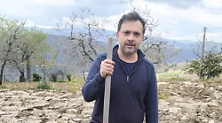 Il primo pistacchieto della Toscana è in Casentino. Francesco da due anni coltiva pistacchi a Falciano