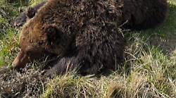Trovato morto orso marsicano nel Parco d'Abruzzo. Gli esemplari sono sempre meno, c'è il rischio estinzione