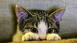 La Pasqua dei gatti: pronti 60mila pasti per le colonie feline. Ci sono da sfamare 3mila mici