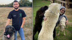 Pastori anti lupo chiedono (scettici) di partecipare al progetto che punta sulla convivenza tra predatori e greggi