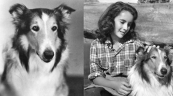 Lassie, la vera storia: il cane Pal che divenne famoso nel mondo. Da animale sbagliato a leggenda immortale di cinema e tv