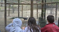 Arezzo, niente più animali recintati al parco di Lignano