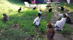 Arezzo, la "rsa dei gatti" rischia di chiudere. Appello per il rifugio Cinni