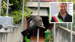 Cornacchia uccisa e appesa a testa in giù davanti alla casa del sindaco. Grave gesto di intimidazione