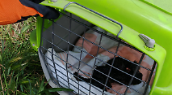 Gatti appena nati abbandonati in un cassonetto dei rifiuti: salvati da un passante