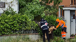 Albero cade in un giardino e sfiora una casa: danni per il forte vento a Sansepolcro