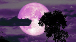 Luna di fragola, che spettacolo: tutti con gli occhi verso il cielo per ammirare Strawberry Moon. Ecco quando e cos'è