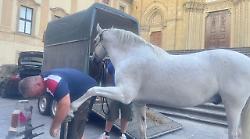 Arezzo, il maniscalco ferra il cavallo. E la scena davanti al duomo incanta anche i turisti inglesi