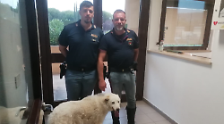 Cane corre di notte lungo l'autostrada: salvato da una pattuglia della polizia stradale