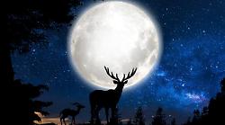 La Luna del Cervo appare a luglio. Quando, a che ora sarà visibile e i riti per propiziare la buona sorte
